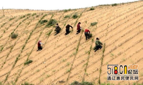 中国首个“官民合作”治沙工程，经过半世纪600亩沙田变绿洲-5.jpg