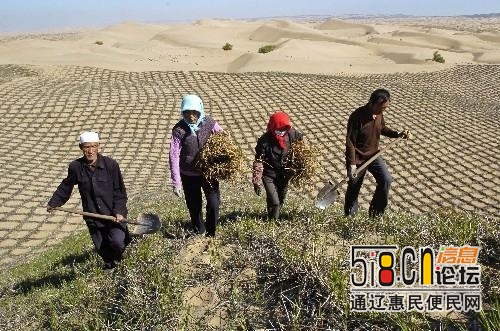 中国首个“官民合作”治沙工程，经过半世纪600亩沙田变绿洲-9.jpg