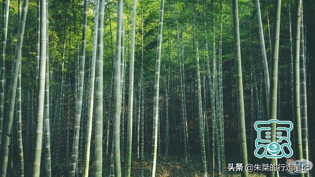 中国最美竹海，坐拥近4万亩竹海是5A级景区，游客却说“太坑了”-4.jpg