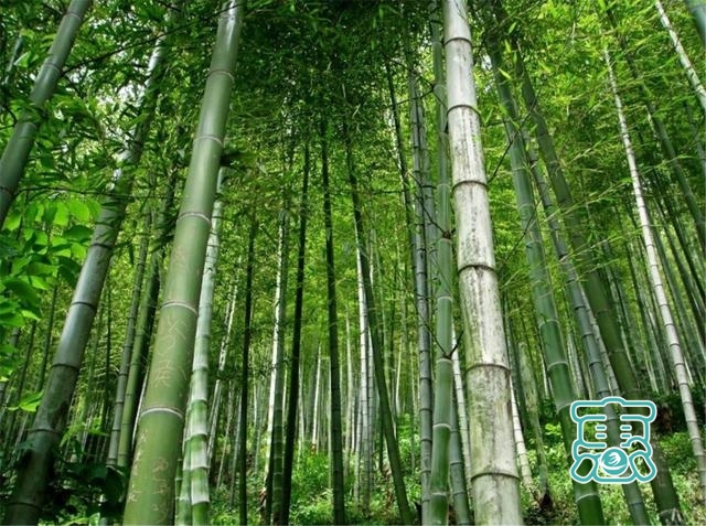 近4万亩竹海的5A级景区，有中国“最美竹海”之称，游客：太坑了-5.jpg