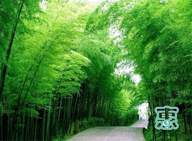 近4万亩竹海的5A级景区，有中国“最美竹海”之称，游客：太坑了-7.jpg