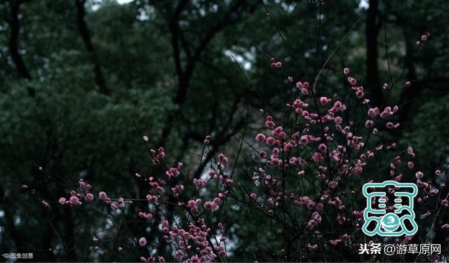 重庆十大春季旅游景区名单，春天踏青赏花有哪些地方，春游去哪里-1.jpg