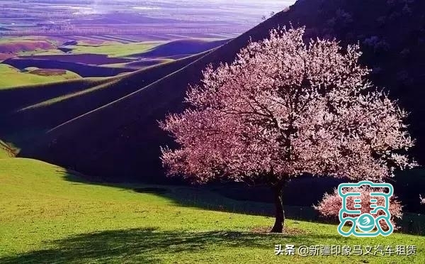 新疆各景区最佳旅游时间-8.jpg