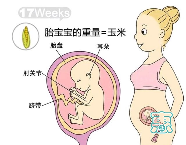 孕五个月，孕17周到20周胎儿发育过程-1.jpg