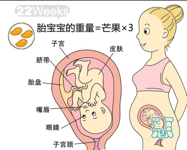 孕六个月，21周到24周胎儿发育过程-2.jpg