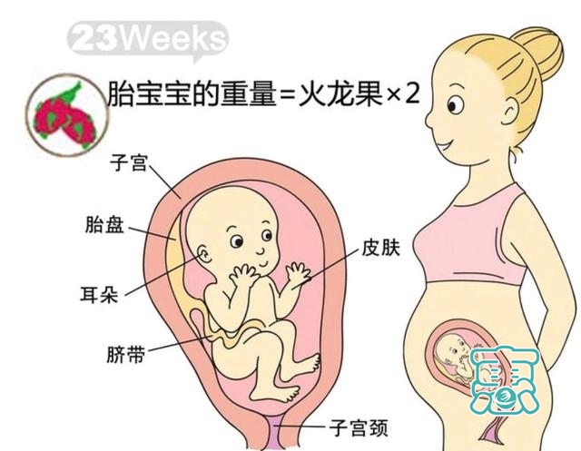 孕六个月，21周到24周胎儿发育过程-3.jpg