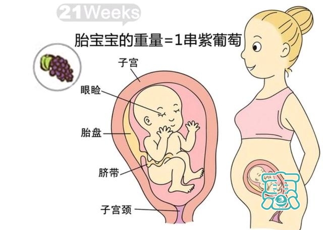 孕六个月，21周到24周胎儿发育过程-1.jpg