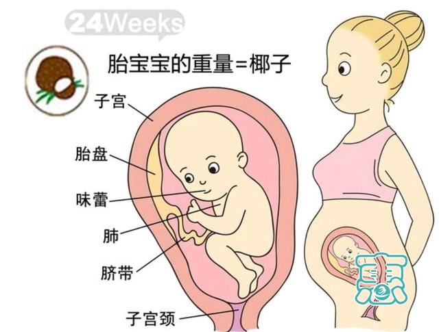 孕六个月，21周到24周胎儿发育过程-4.jpg