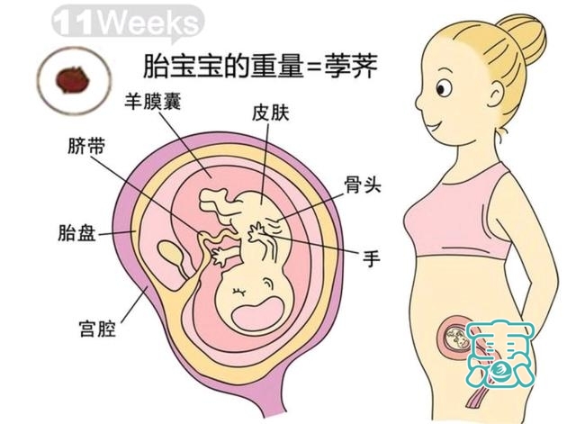 孕三月，孕9周到12周胎儿发育过程-3.jpg