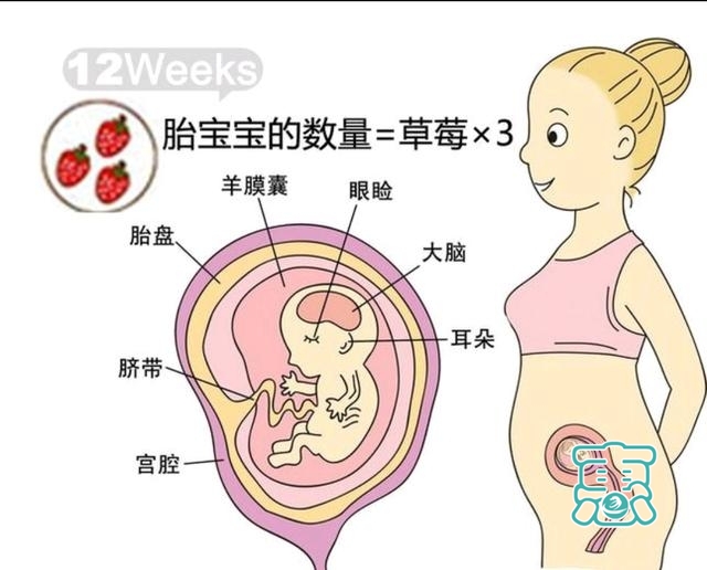 孕三月，孕9周到12周胎儿发育过程-4.jpg