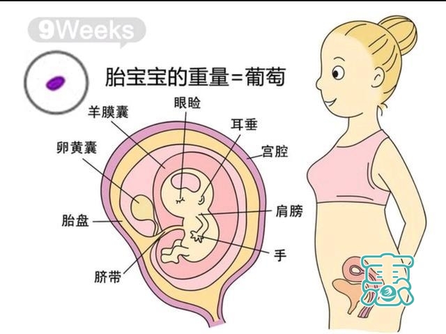 孕三月，孕9周到12周胎儿发育过程-1.jpg