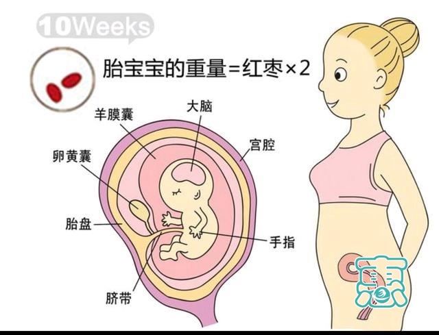 孕三月，孕9周到12周胎儿发育过程-2.jpg