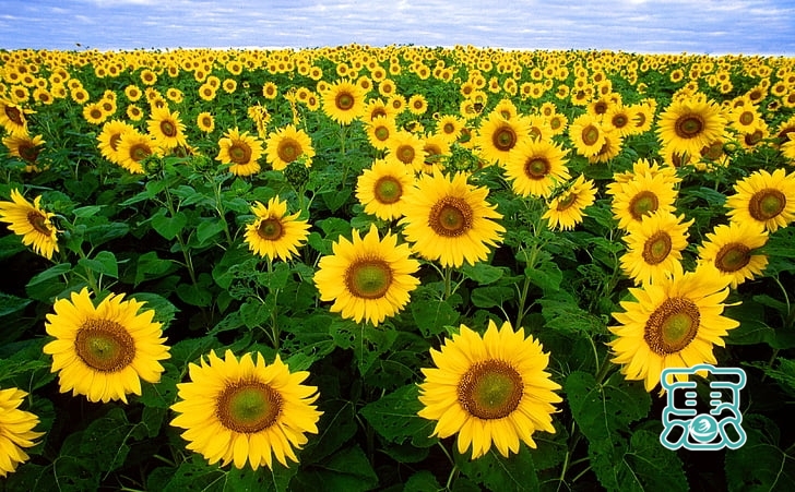 「早安心语」做一朵向日葵，面朝太阳，心纳阳光-2.jpg