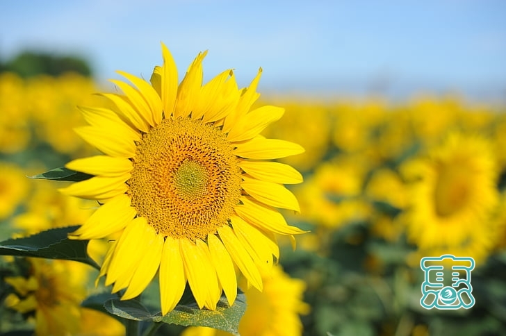 「早安心语」做一朵向日葵，面朝太阳，心纳阳光-4.jpg