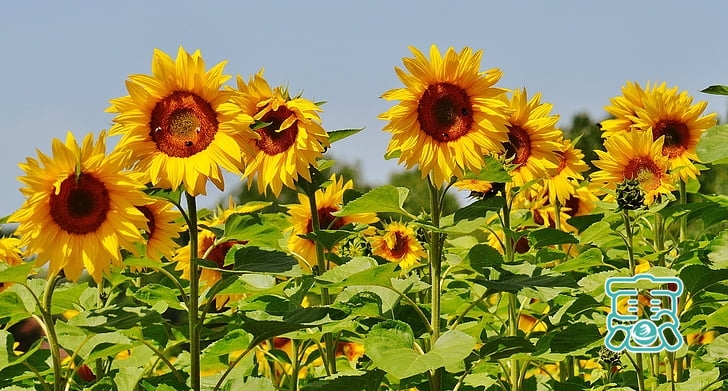 「早安心语」做一朵向日葵，面朝太阳，心纳阳光-6.jpg