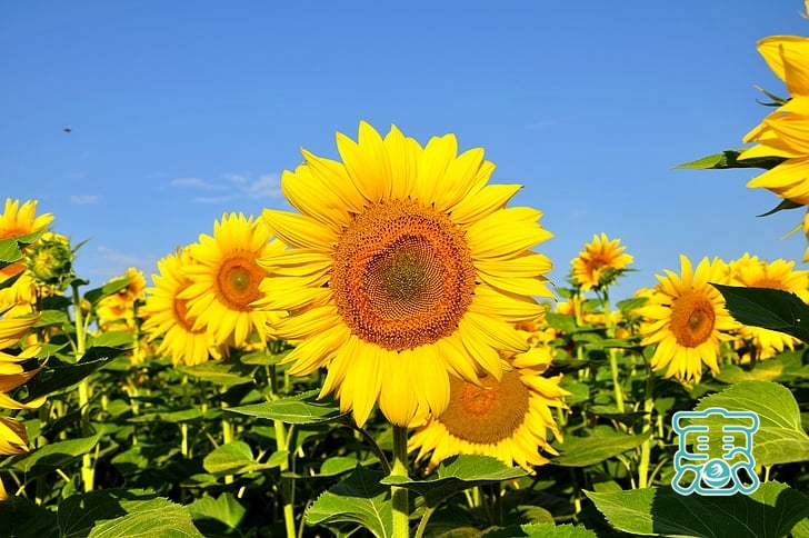 「早安心语」做一朵向日葵，面朝太阳，心纳阳光-8.jpg