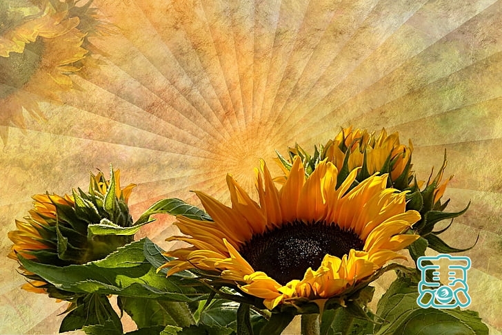 「早安心语」做一朵向日葵，面朝太阳，心纳阳光-9.jpg