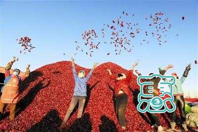 开鲁：红红火火的红干椒成为摄影“网红”-1.jpg