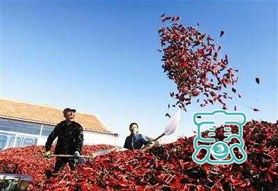 开鲁：红红火火的红干椒成为摄影“网红”-3.jpg
