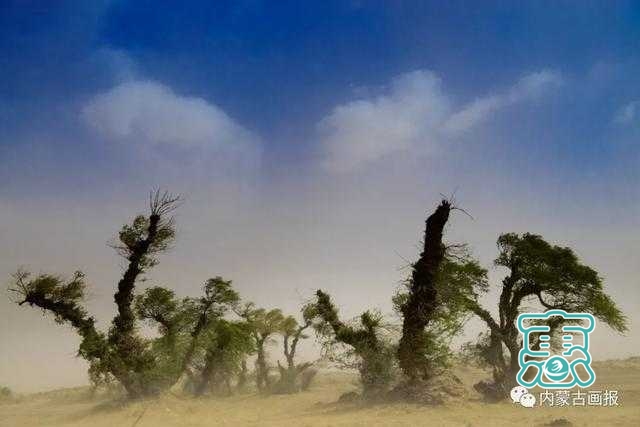 怪柳林——奈曼文化旅游的一张靓丽名片-3.jpg
