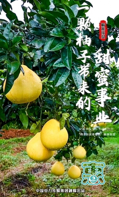 精准扶贫看湘西·变好丨一颗柚子带来的甜蜜事业-1.jpg