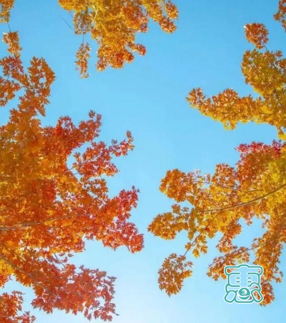 人间最美是秋色！一起来赏山东5A级景区绝美秋景！-26.jpg