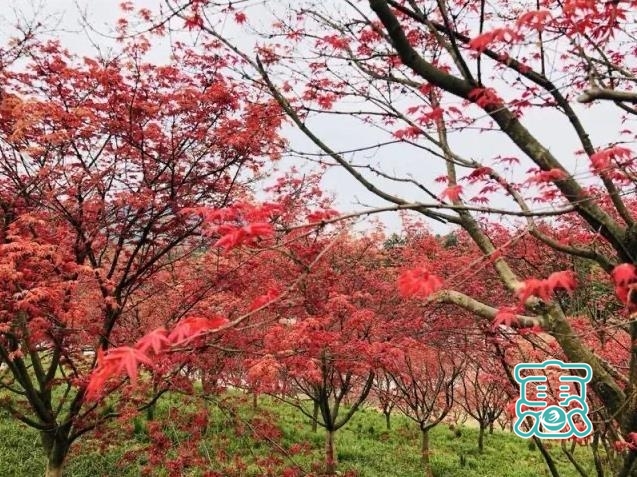 又到深秋赏枫时 重庆这些红叶景区值得去-1.jpg