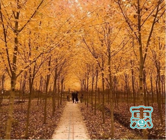 又到深秋赏枫时 重庆这些红叶景区值得去-3.jpg