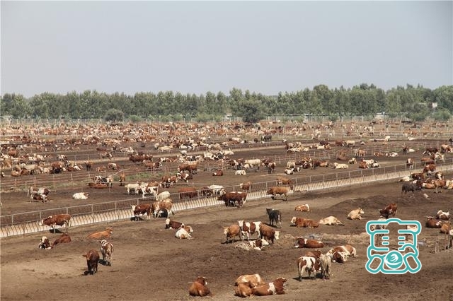 内蒙古科左中旗以“牛劲”谋“牛事” 推进肉牛产业链发展-1.jpg