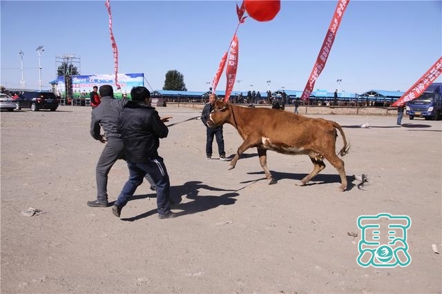 内蒙古科左中旗以“牛劲”谋“牛事” 推进肉牛产业链发展-7.jpg