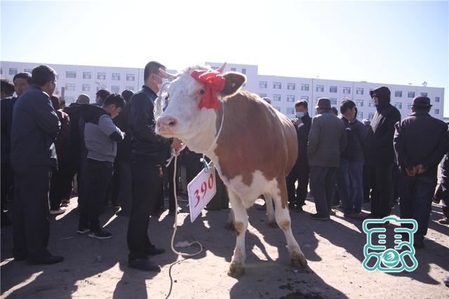 内蒙古科左中旗以“牛劲”谋“牛事” 推进肉牛产业链发展-6.jpg