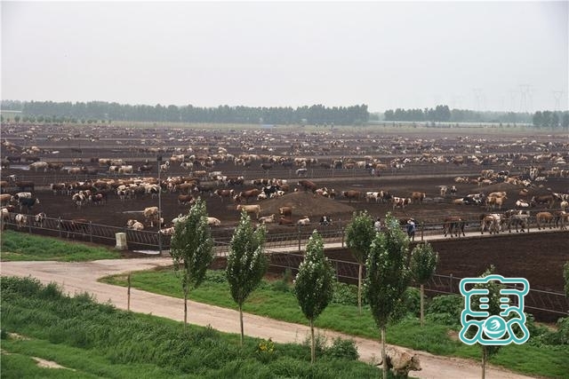 内蒙古科左中旗以“牛劲”谋“牛事” 推进肉牛产业链发展-10.jpg