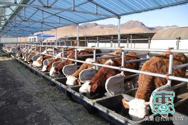奋进扎鲁特之牧业“牛” | “路走对了，就不怕遥远”——扎鲁特旗加快推进草原畜牧业转型升级试点项目建设-3.jpg